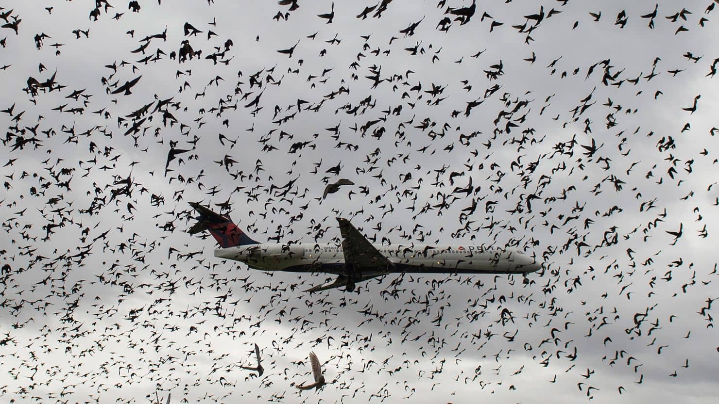 Bird Strike: Relational Database Design